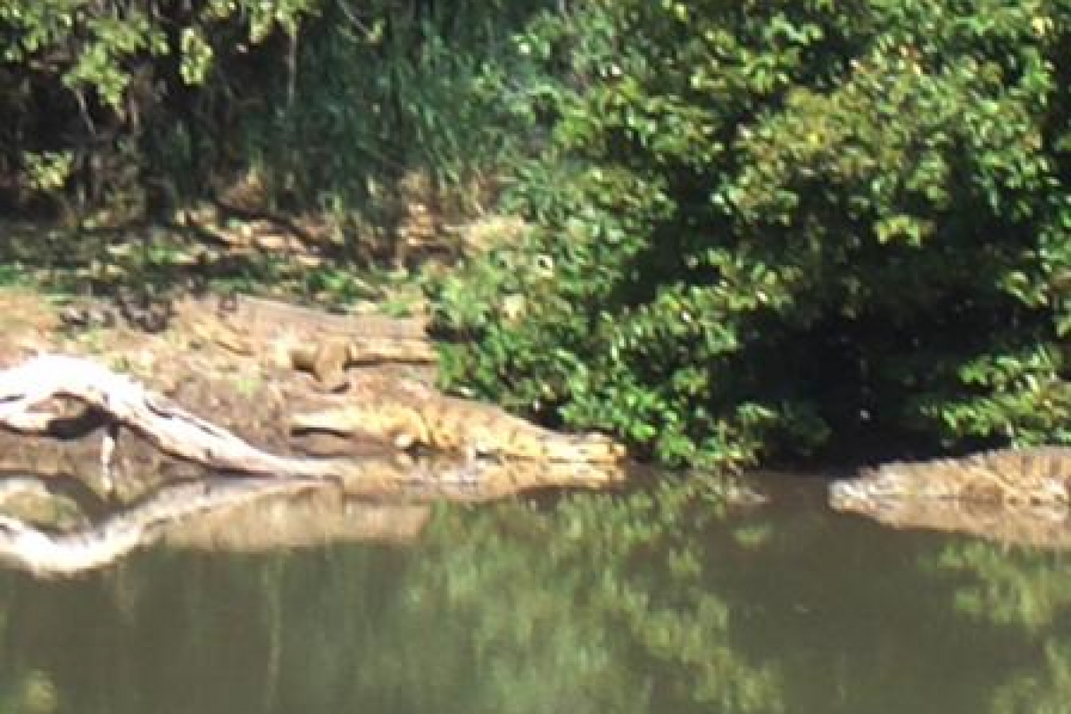 close up of river view showing crocodiles