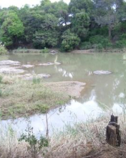 river view showing crocodiles